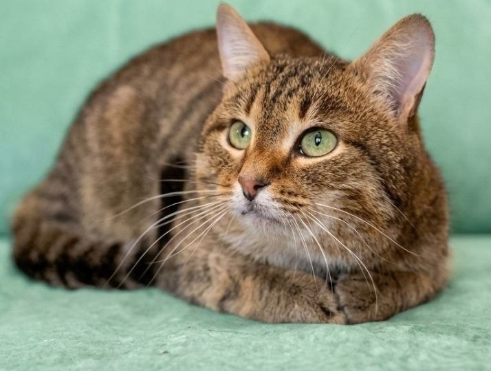 #найдидруга_28марта представляет полосатого Руди