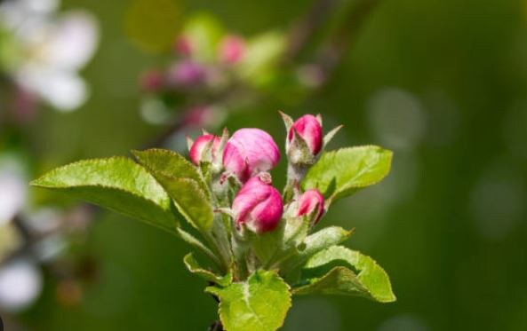 Яблоня в фазе "розовый бутон"