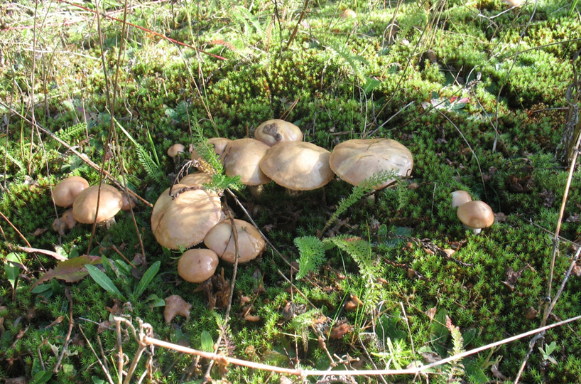 За грибами, а куда?