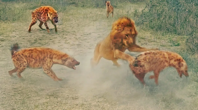 Гиены напали на льва, но получат "по заслугам"