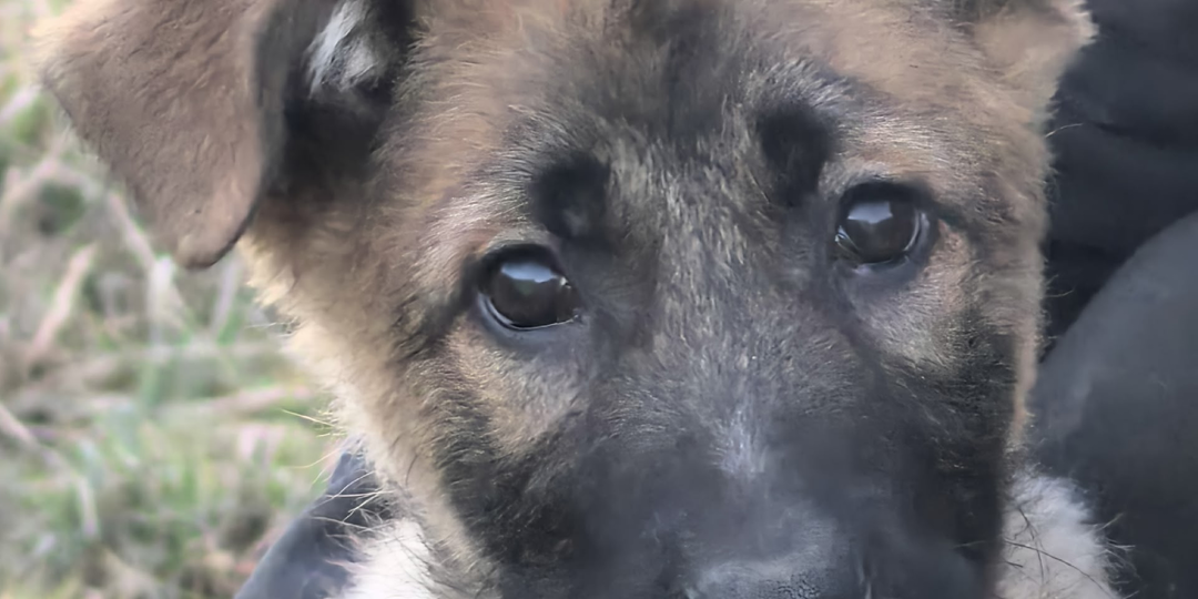 Число невинных жертв растёт! Караул! Помогите не допустить горя!