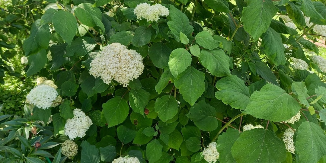 Делюсь 4 кустарниками, которые цветут все лето без полива и подкормок