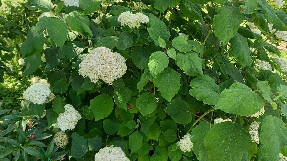 Мой сад в июле 