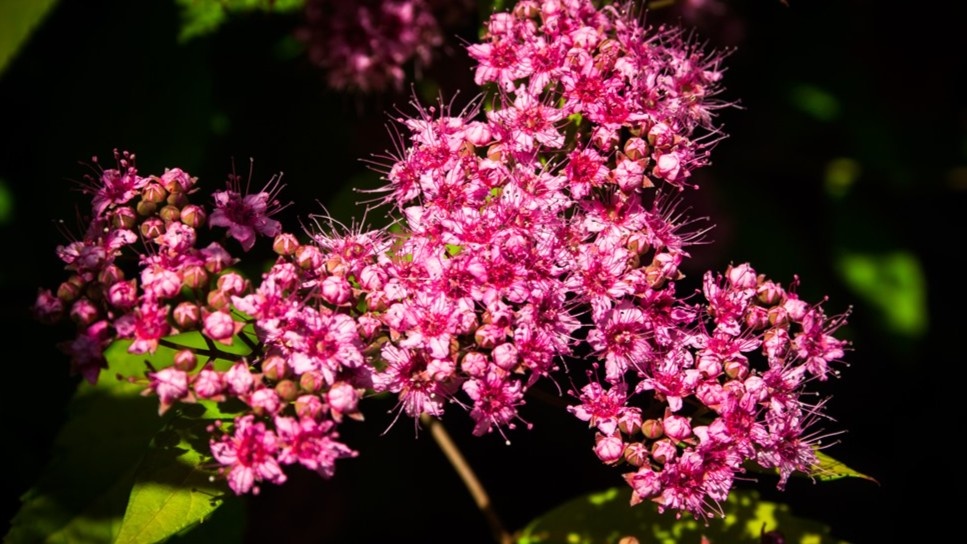Спирея японская в июне — никакого ухода, только обрезка раз в год