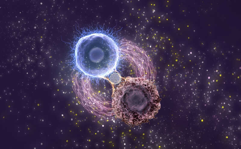 Частица ферритина (в центре) усиливает взаимодействие модифицированной CAR T-клетки с ее мишенью — раковой клеткой. 
Credit:
LI Feng