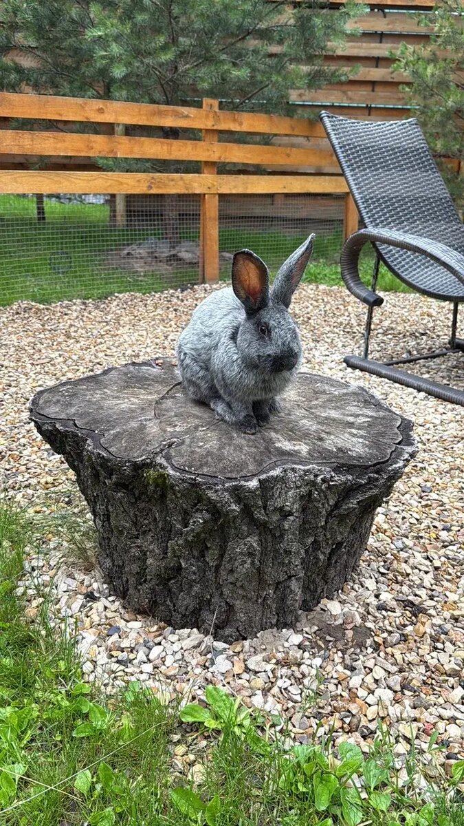 Уголок с кроликами для отдыха с детьми в домике Подмосковье