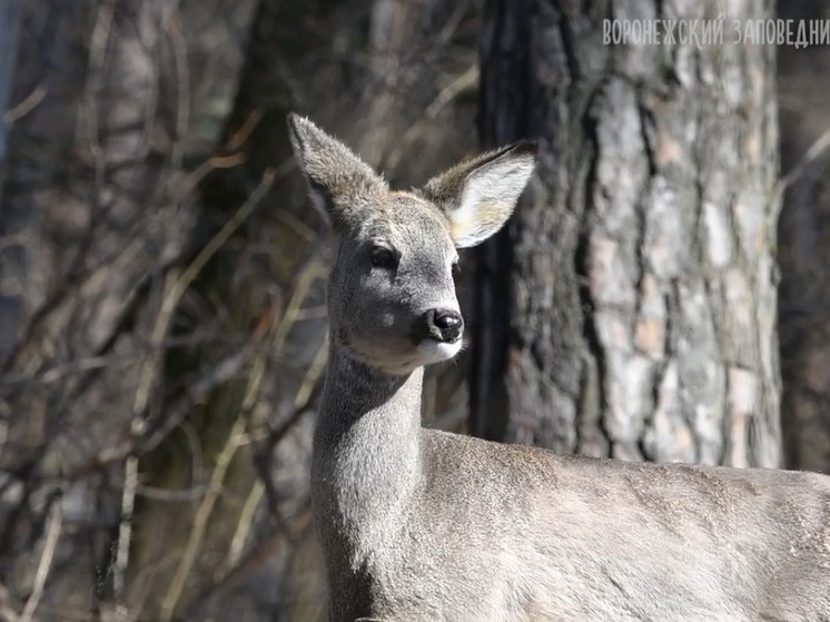     Фото: Александр Черёмухин. Источник: Воронежский государственный заповедник, https://vk.com/wall-4949059_19723