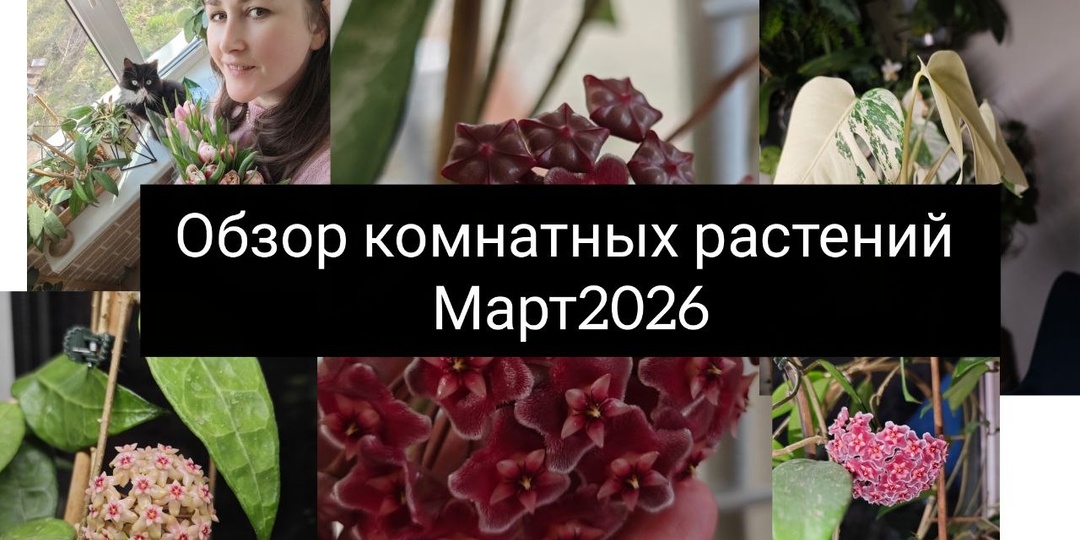 Новое видео