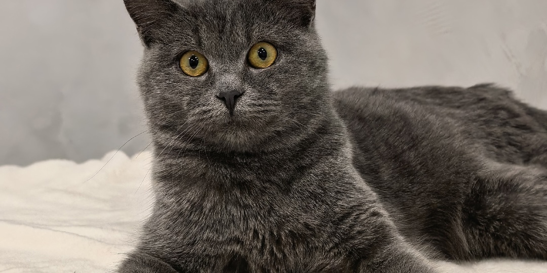 Это кот Скиф, а его история затерялась среди других