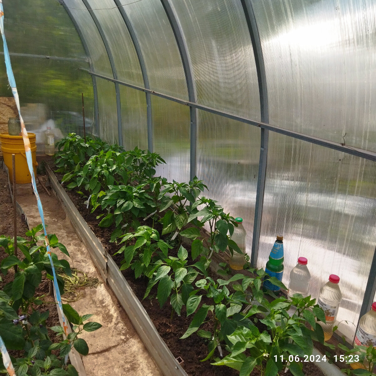 11 июня 24 год. Сорта перца по высоте все более-менее одинаковые