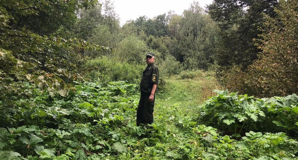    Комитет лесного хозяйства Московской области