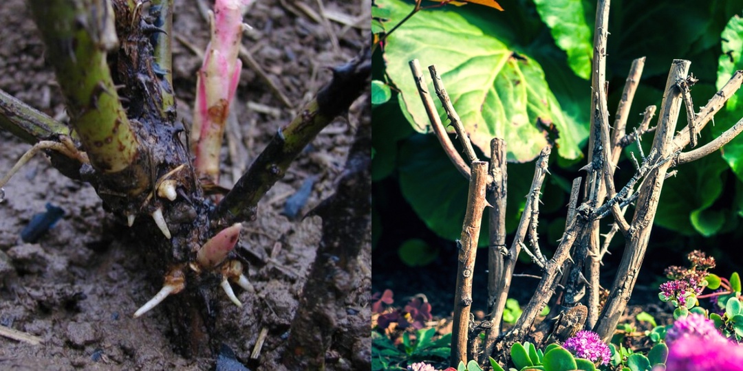 Как реанимировать розу после зимы: 4 шага к цветению