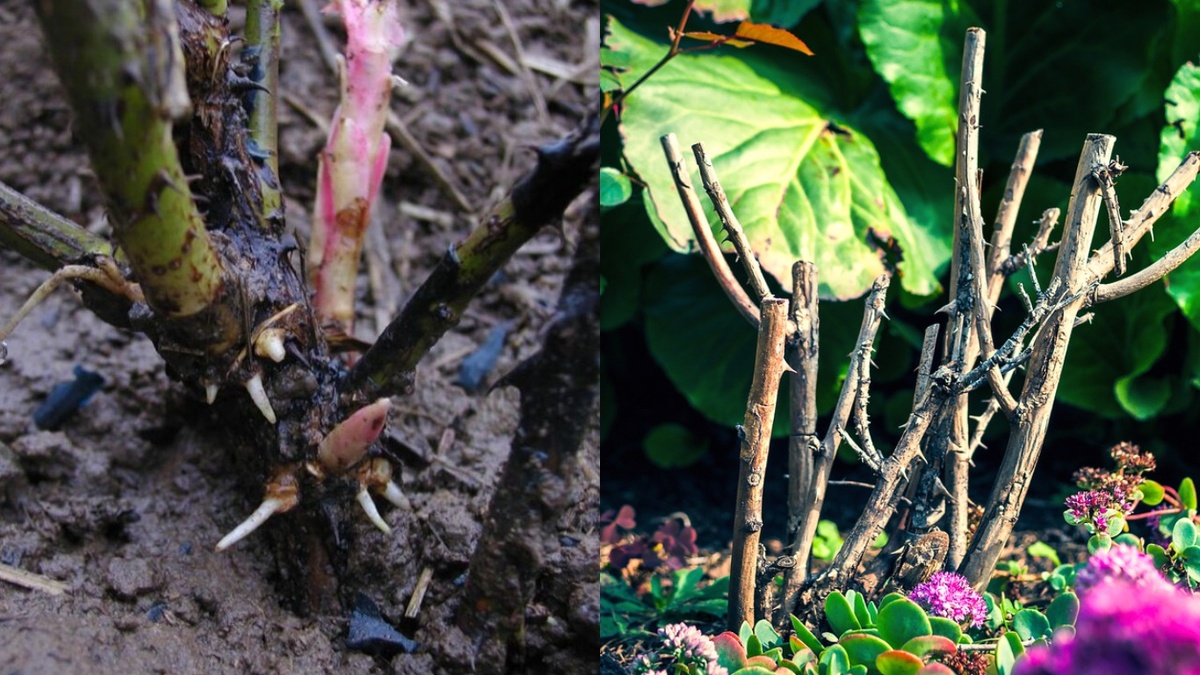 Слева — мертвая ткань на срезе, справа — живая. Разница видна сразу