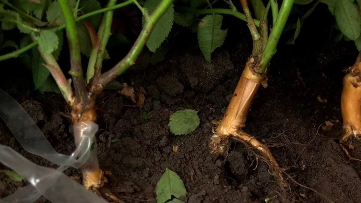 Место прививки у основания куста — именно здесь решается, роза вырастет или шиповник