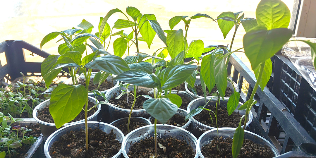 Рассада растет и всходит. А все посев "кипяточком"!))