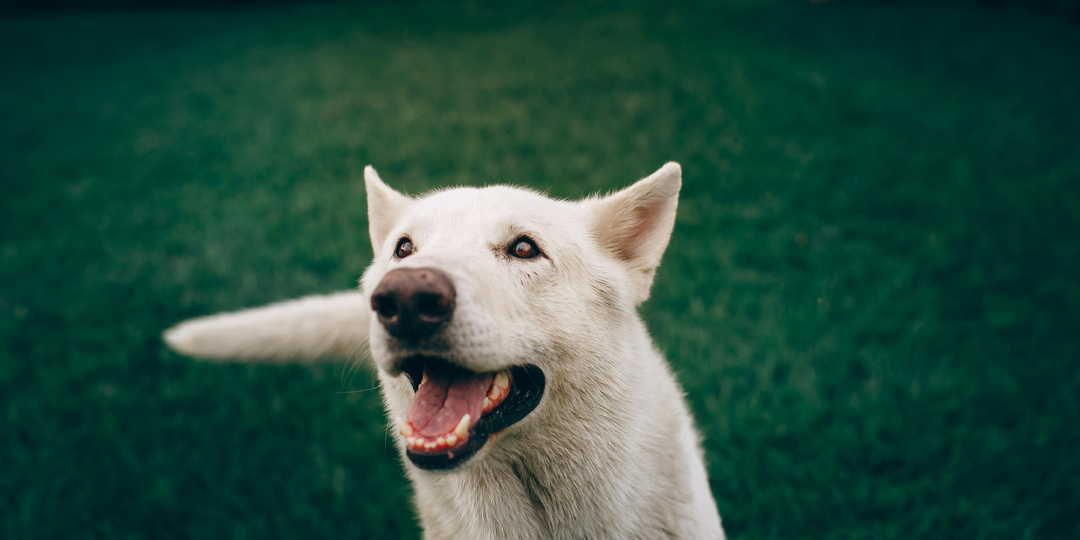 Все, что вы хотели знать о клещах, но боялись спросить