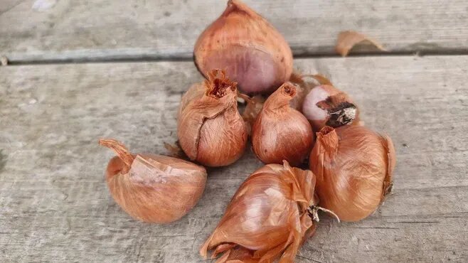 Фото: REGIONS/Наталья Надточая