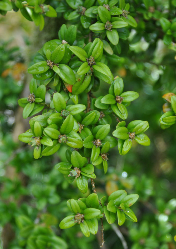 Самшит колхидский