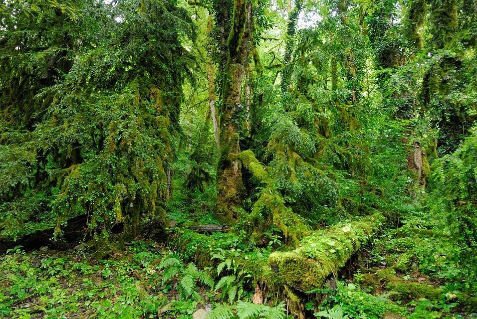 Самшит колхидский