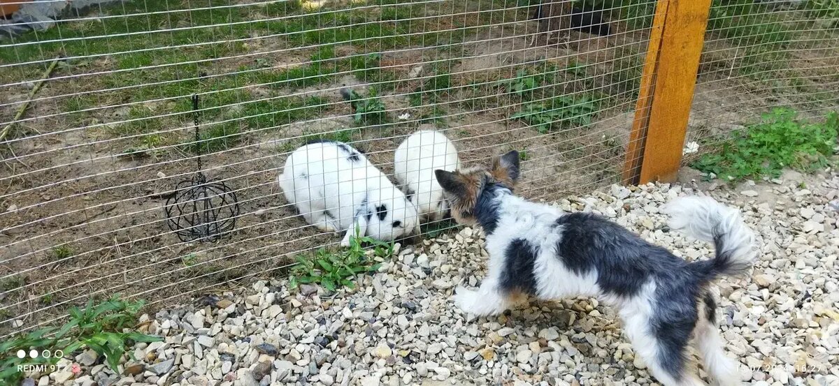 Собака гуляет по закрытой территории домика Афрейм Хэппи — безопасный отдых с питомцем