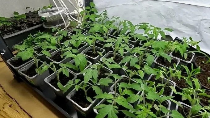 Полив рассады в поддон