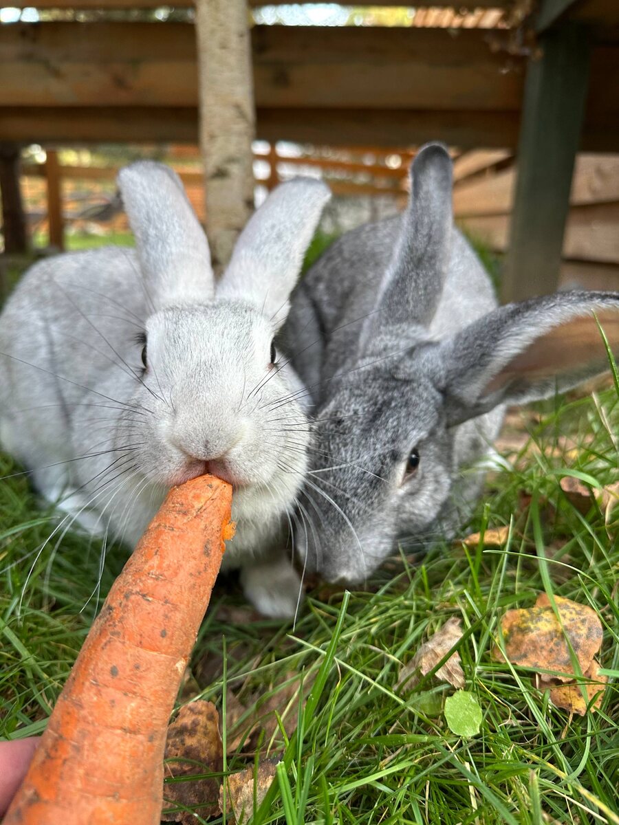 Пушистые кролики на зелёной траве у домика Афрейм Хэппи — контакт с животными для детей