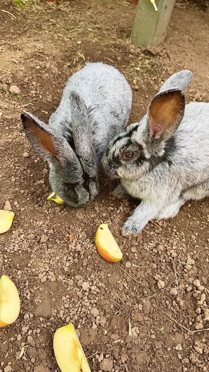Мини-ферма с кроликами для отдыха с детьми на природе в Подмосковье