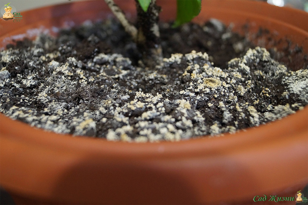 Белый налёт — не просто “соль”, а сигнал о переувлажнении и проблемах с почвой