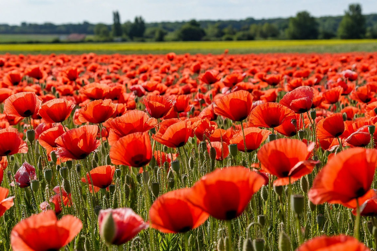    Фото: коллаж RuNews24.ru