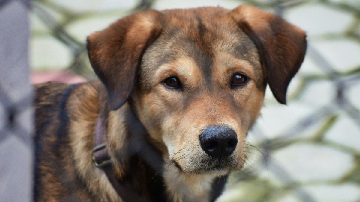    Специальные клетки — один из методов отлова безнадзорных животных