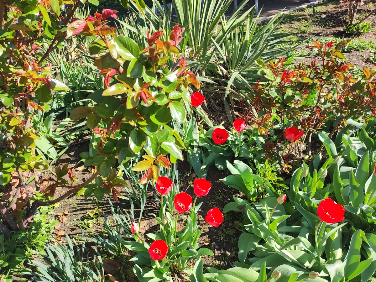 Весенние городские цветы. 