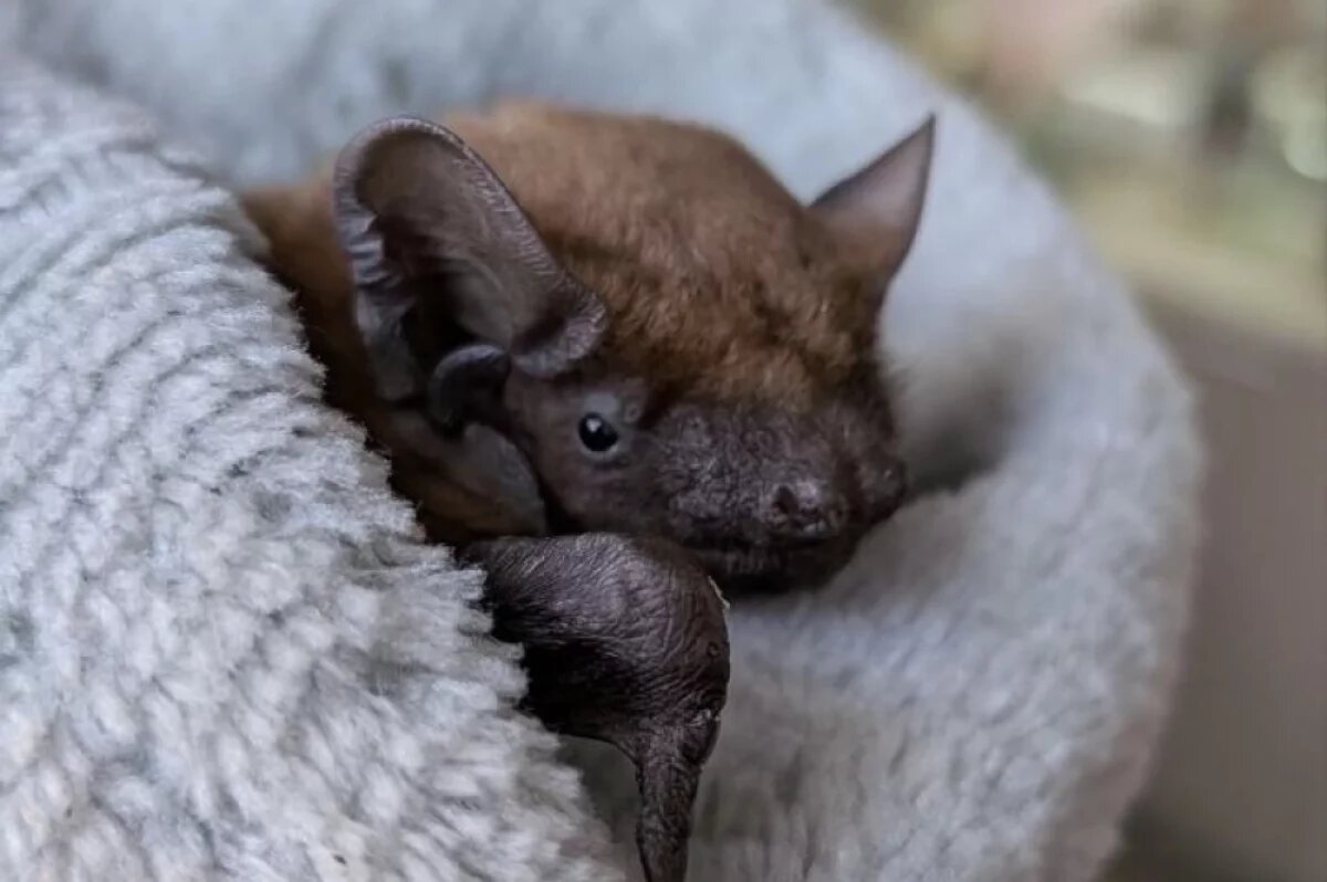    В Саратове успешно ампутировали крыло краснокнижному Рыжику