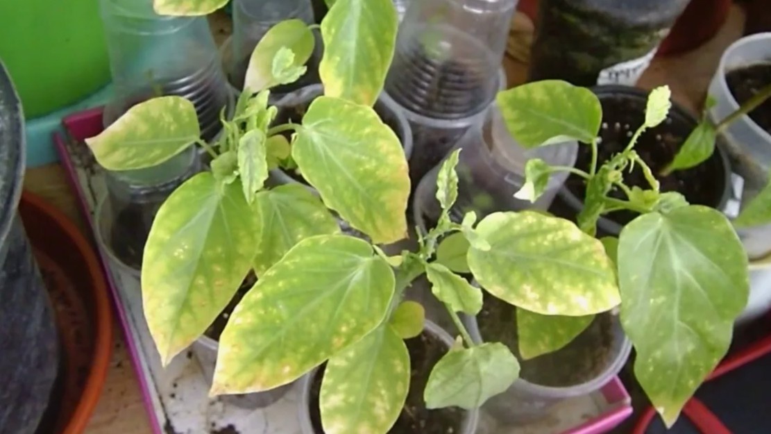 Обожжённые листья рассады