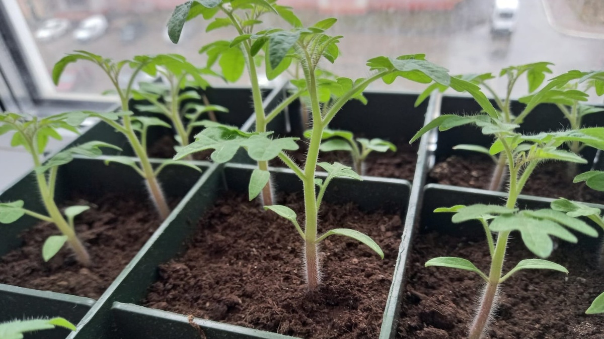 Рассада готова к закалке