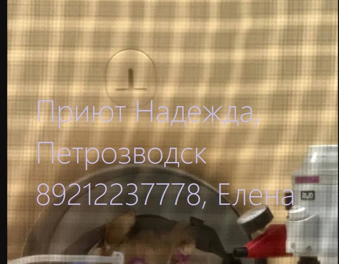 Чапа навсегда инвалид, чуда не случилось