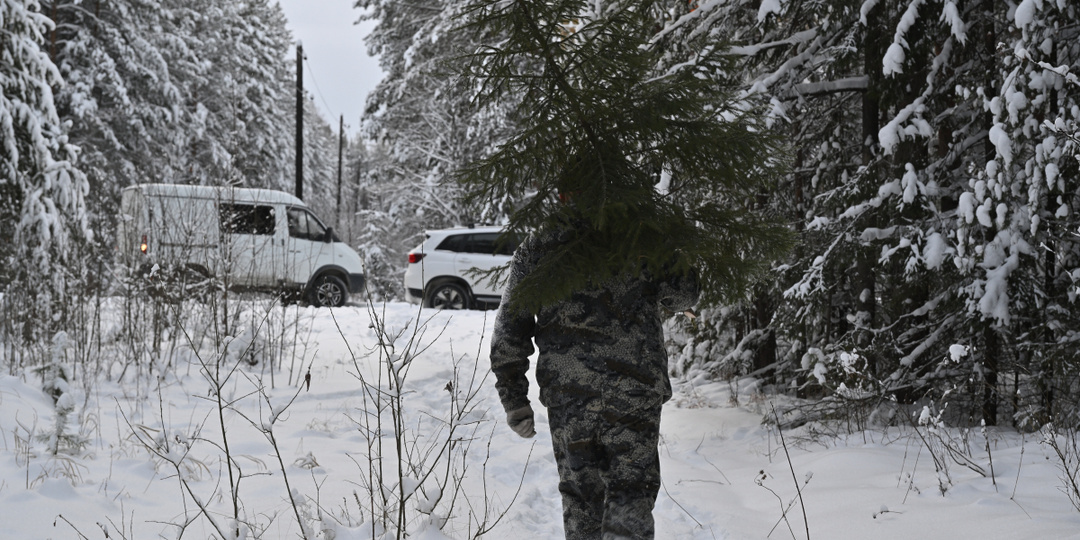 Взятка перечеркнула карьеру директора Сысертского лесничества