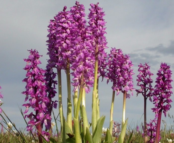 Ятрышник пурпурный