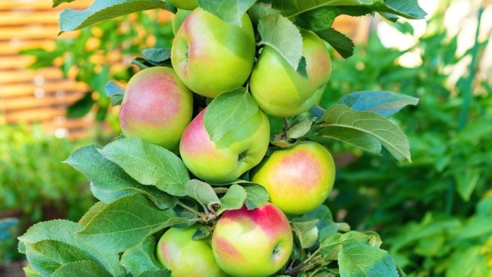 Источник фото shutterstock.com