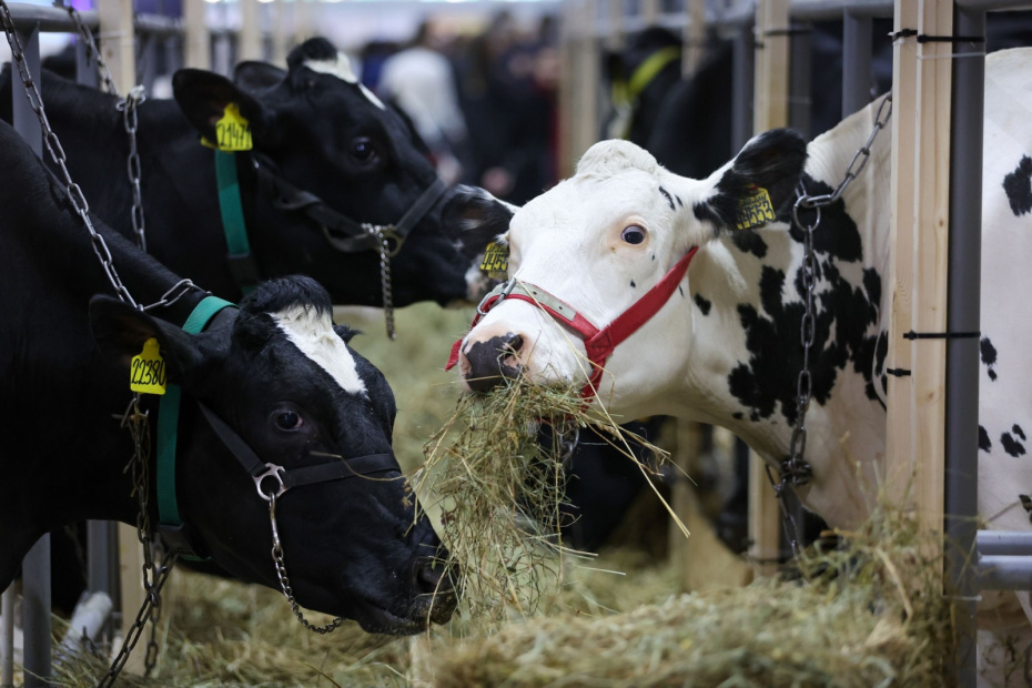    Алексей Белкин/NEWS.ru