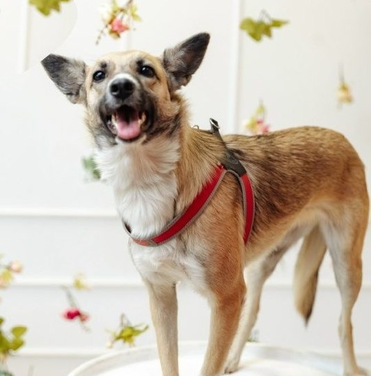 Талантливая и непосредственная Амелия приедет на #найдидруга_28марта искать мампап