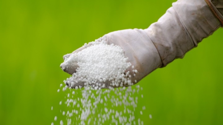 Подкормка томатов мочевиной