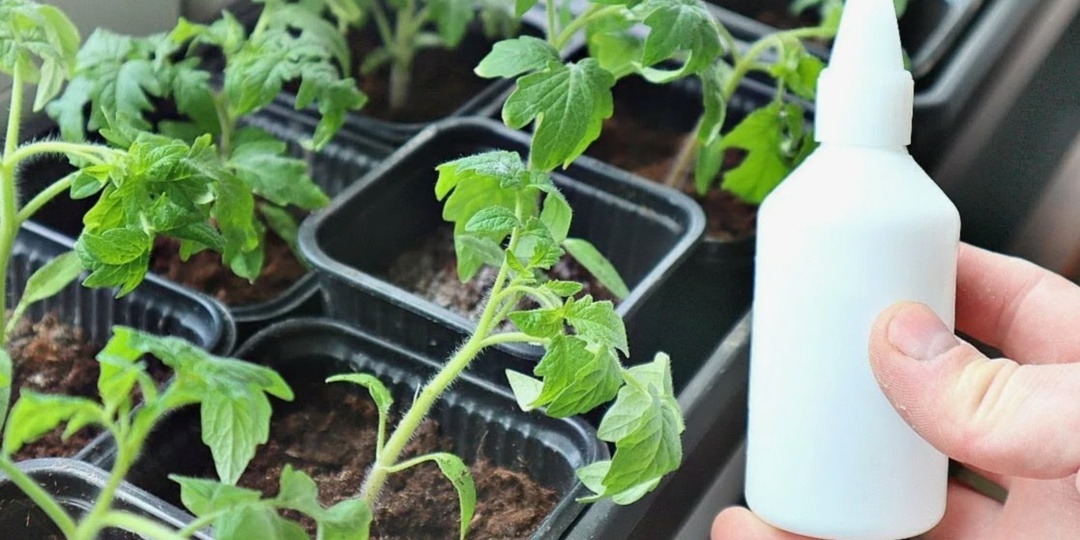 Чем подкормить рассаду: 4 средства без риска навредить