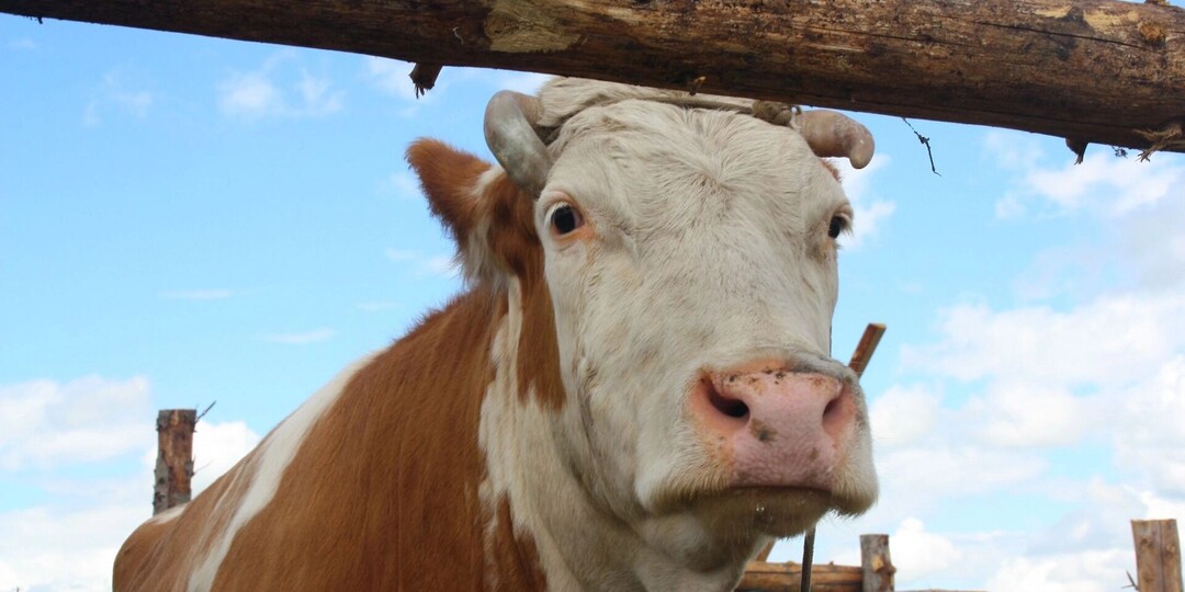 Под ударом даже дети: чем кончится «скотская история» для России