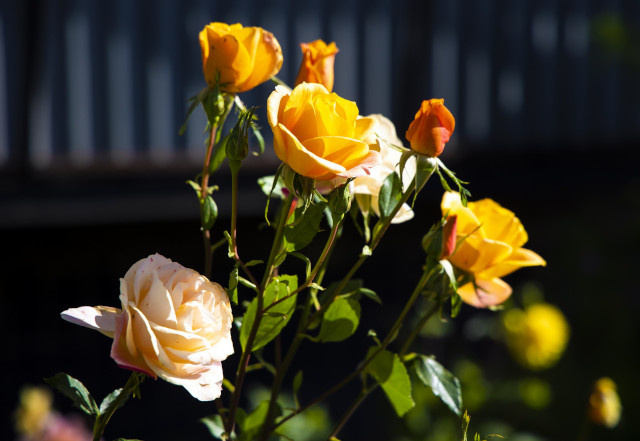 Фото: Юлия Боровикова («Вечерний Челябинск»)