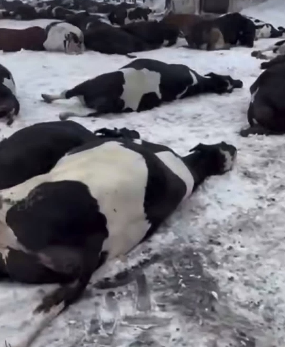 Фото из открытых источников