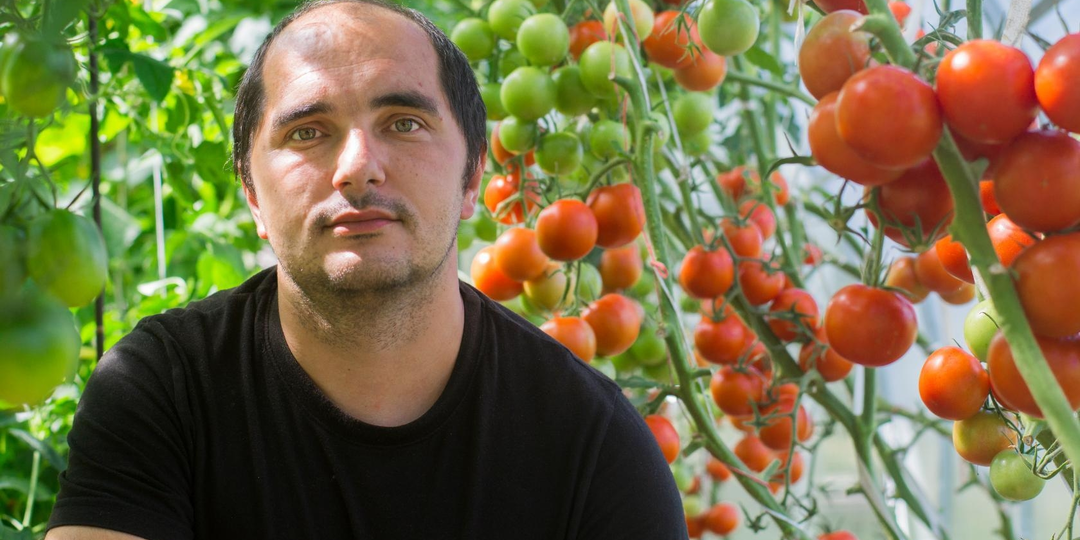 Сорта томатов для "чайников".