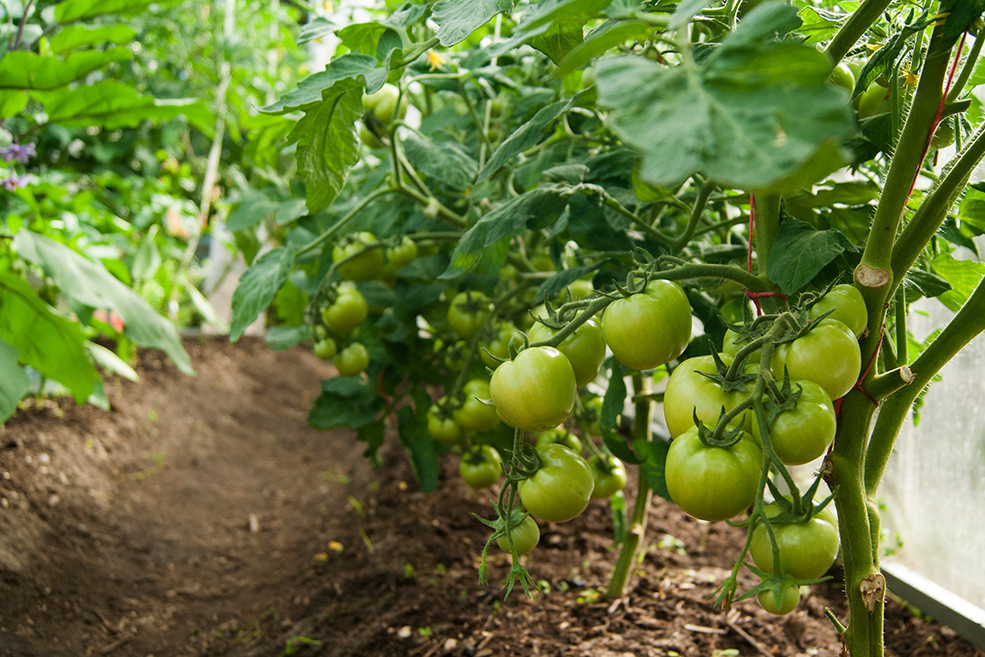 Сорт томата "Санька".  Первая посадка. Фото из архива автора.