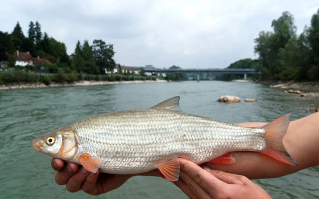 Кубанский подуст.