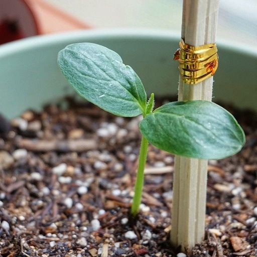    Огурцы на рассаду Кристина Борунова