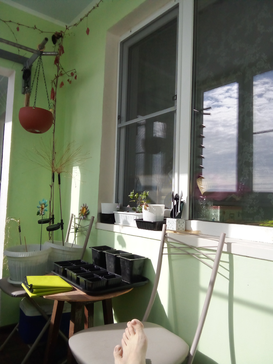 В статье все фото авторские. Автор релаксирует в кресле, ножки на стул закинула))) Кассеты приготовлены для посева в следующие выходные, а вот в горшках черенки винограда - перезимовал или нет, пока не понятно.